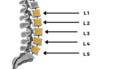 дискова изпъкналост l1 / l2 l2 / l3 l3 / l4 l5-s1 спондилоартроза